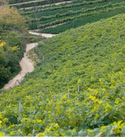 Tenuta Chiccheri