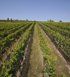 Tenuta Chiccheri