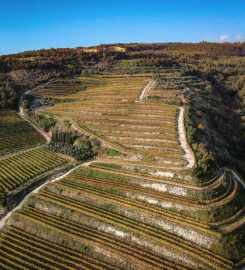 Azienda Agricola Coali Tenuta Savoia