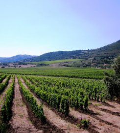 Cantina Pedres