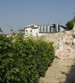 Vanzini