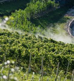 Azienda Agricola Tosca