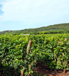 Cantina Ferragù